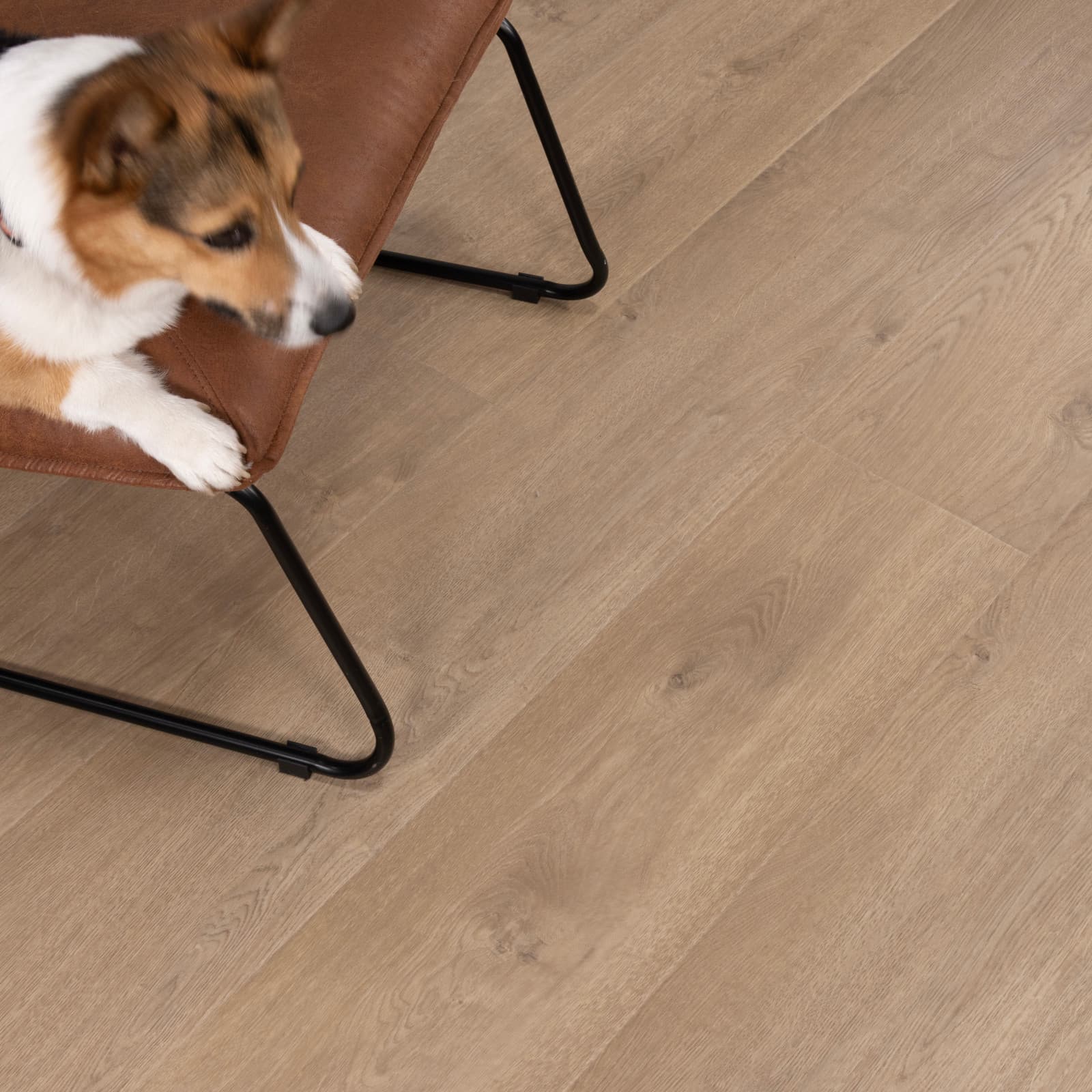 CALI Del Mar Drift Laminate Top Layer with High Density Wood Core Flooring — Santa Cruz Collection — detail view 3