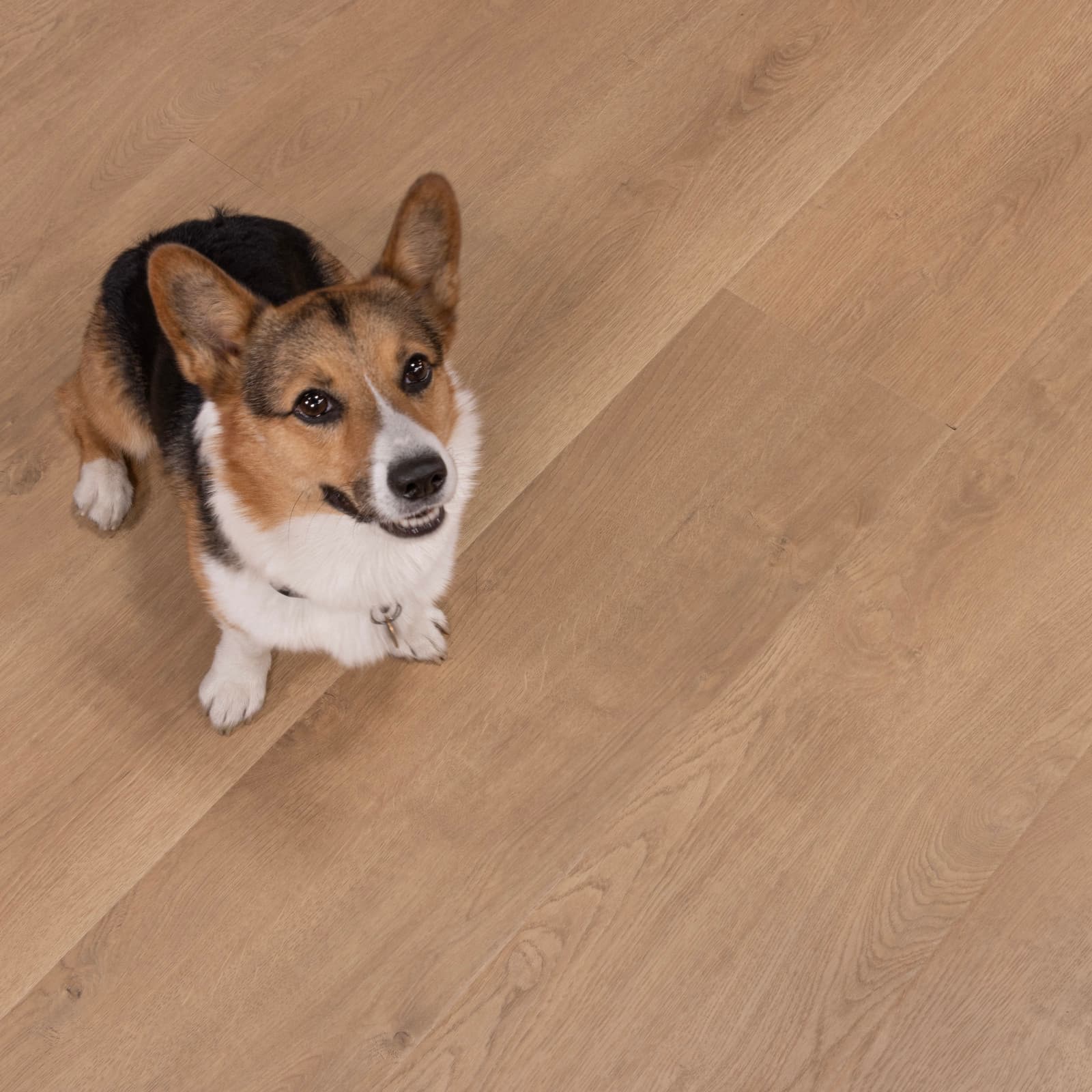 CALI Belmont Bluffs Laminate Top Layer with High Density Wood Core Flooring — Santa Cruz Collection — detail view 3