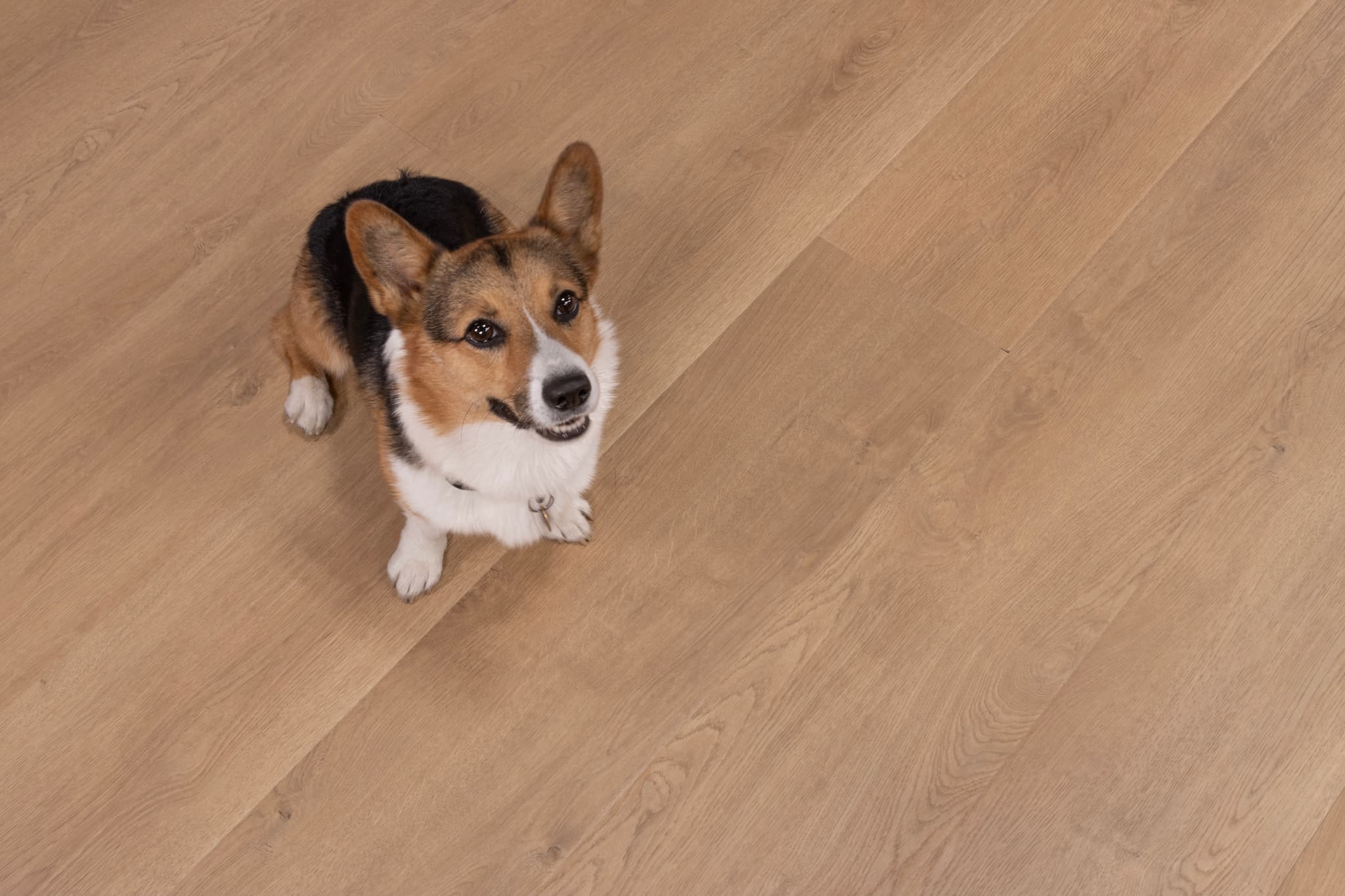 CALI Belmont Bluffs Laminate Top Layer with High Density Wood Core Flooring Santa Cruz Collection - view 3